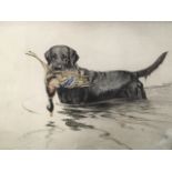 George Vernon Stokes, coloured etching, labrador carrying a mallard, signed in pencil on margin