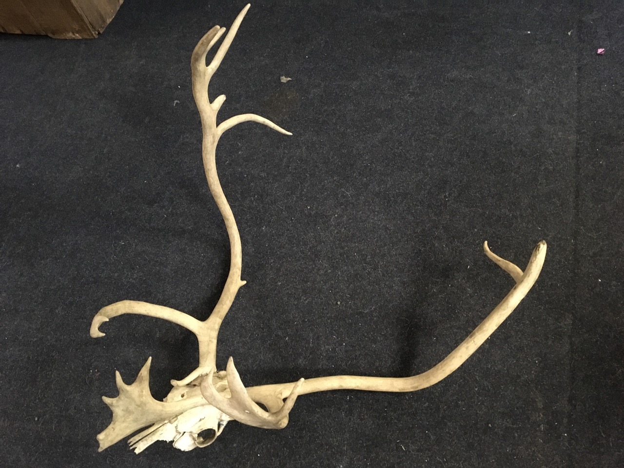 A massive stags head, the skull with 17 points - possibly an elk? - Image 4 of 6