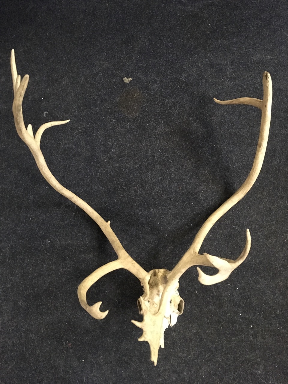 A massive stags head, the skull with 17 points - possibly an elk? - Image 2 of 6