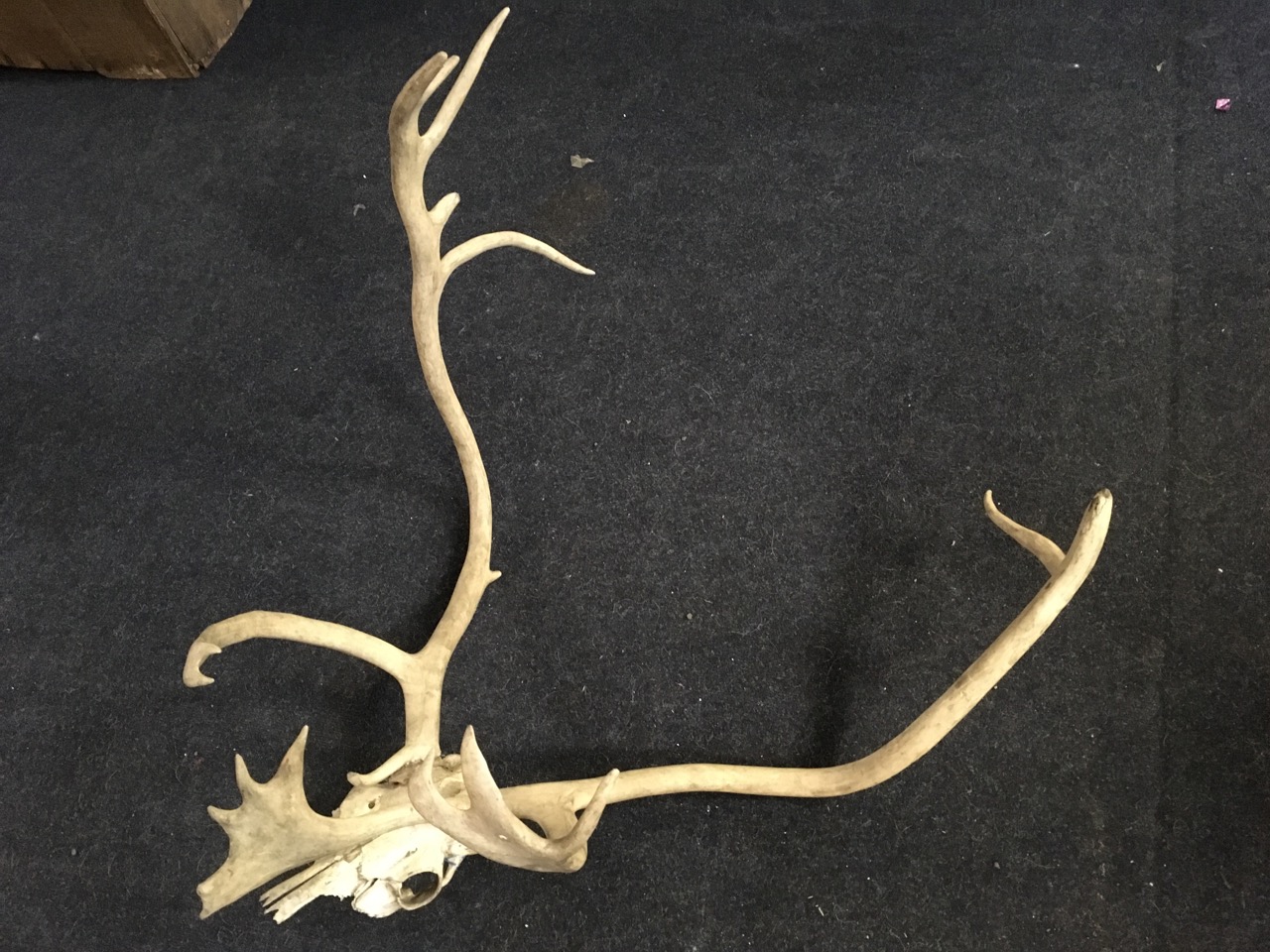 A massive stags head, the skull with 17 points - possibly an elk? - Image 3 of 6