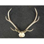 A stags head, the skull with eight points.