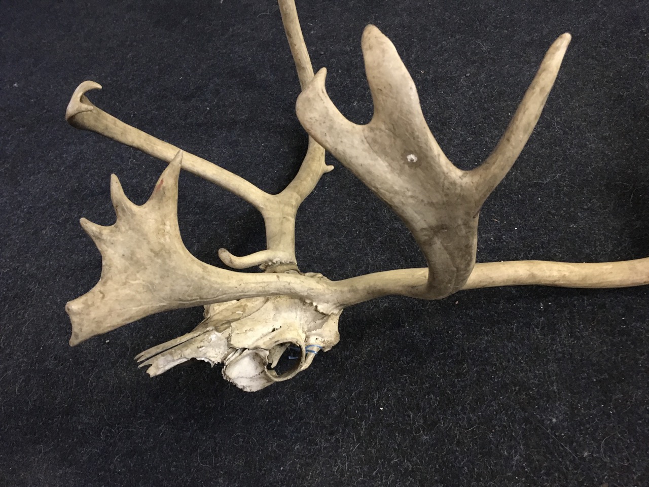 A massive stags head, the skull with 17 points - possibly an elk? - Image 5 of 6