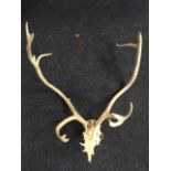 A massive stags head, the skull with 17 points - possibly an elk?