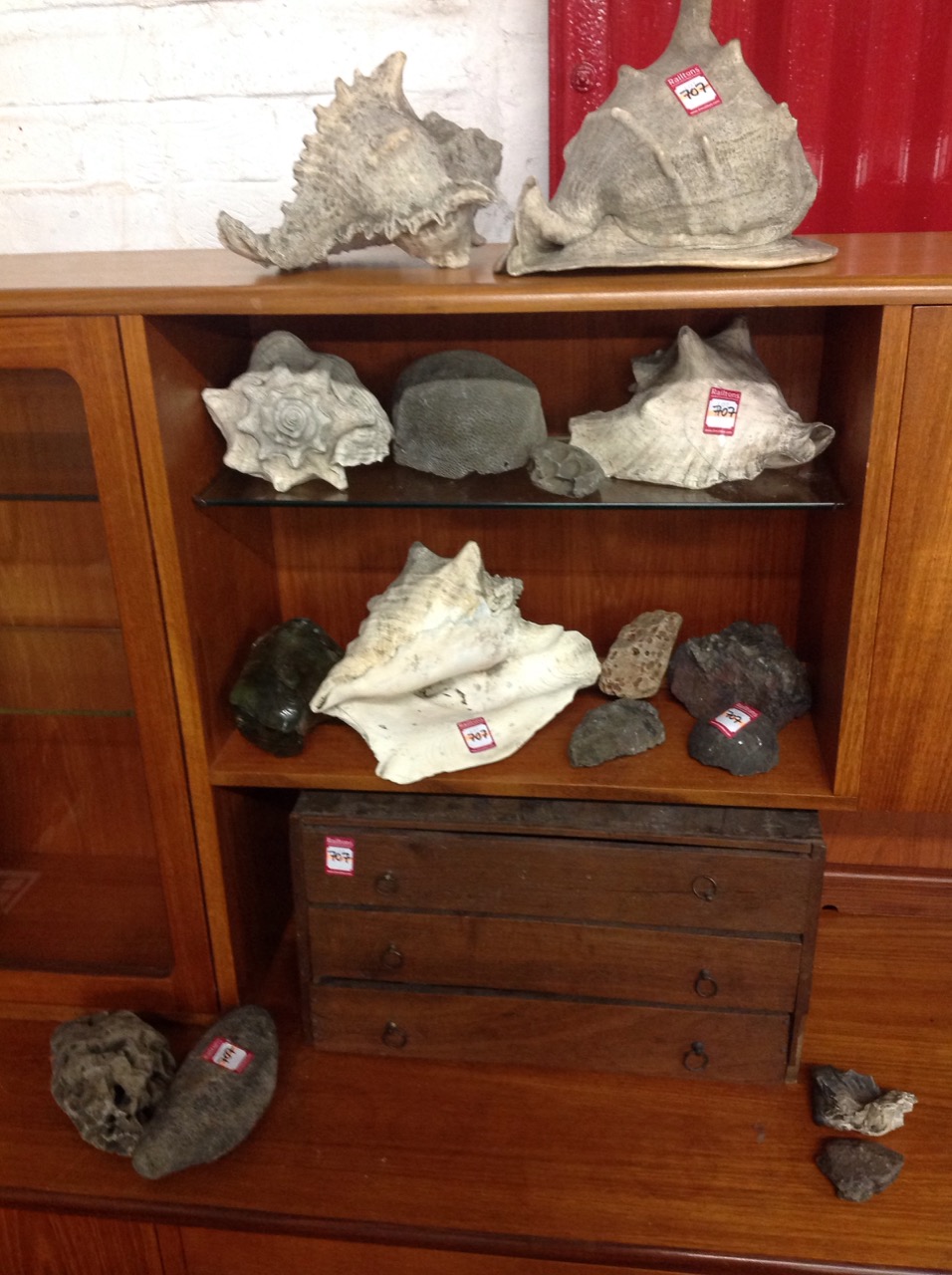 A three drawer cabinet containing a collection of seashells and geological specimens - volcanic,