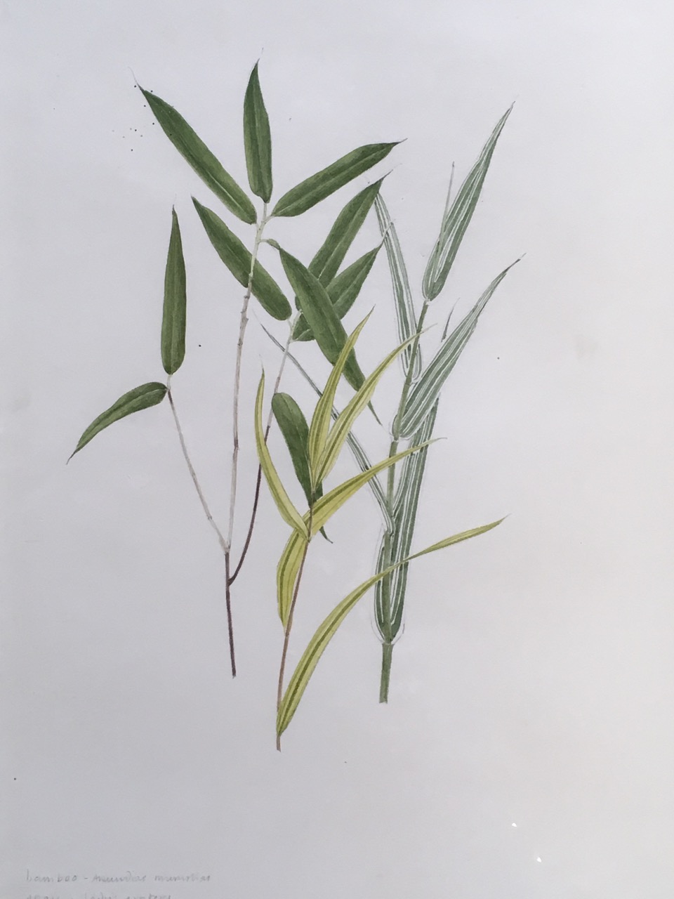 Marie Angel, pencil and watercolour, titled bamboo & grasses with Latin names, unsigned and mounted.