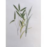 Marie Angel, pencil and watercolour, titled bamboo & grasses with Latin names, unsigned and mounted.