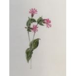 Marie Angel, pencil and watercolour, titled Pink Campion and dated 1988, unsigned & mounted. (9in