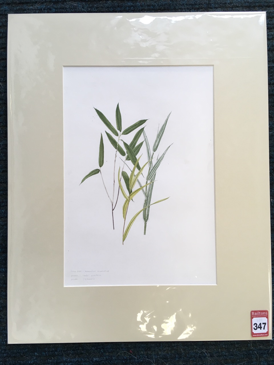 Marie Angel, pencil and watercolour, titled bamboo & grasses with Latin names, unsigned and mounted. - Image 4 of 6