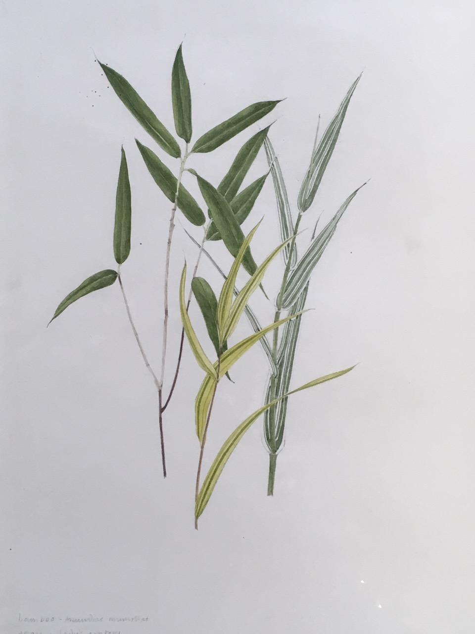 Marie Angel, pencil and watercolour, titled bamboo & grasses with Latin names, unsigned and mounted. - Image 2 of 6