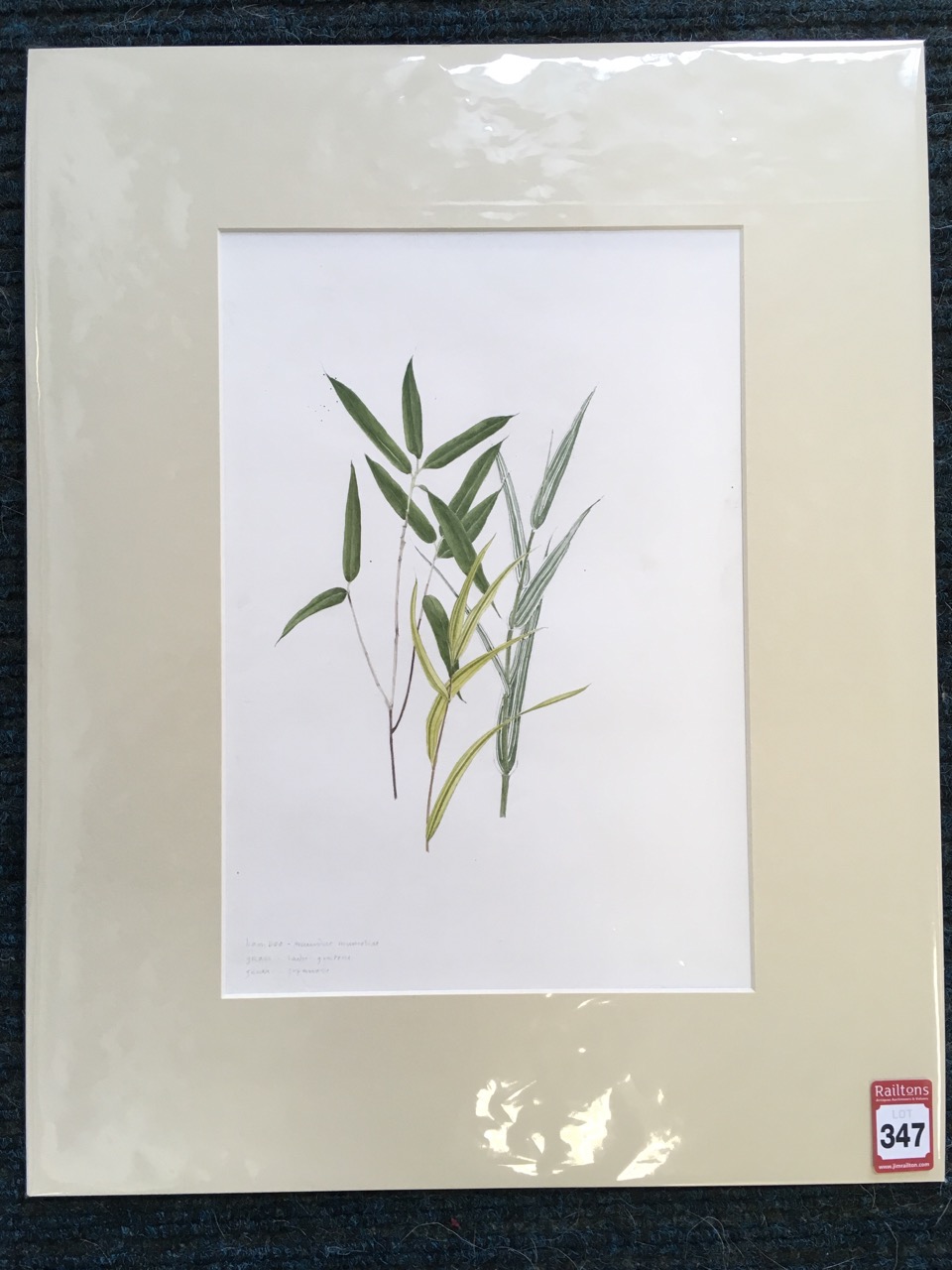 Marie Angel, pencil and watercolour, titled bamboo & grasses with Latin names, unsigned and mounted. - Image 3 of 6