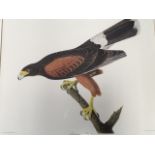 JJ Audubon, a large framed coloured print of a Louisiana Hawk, the plate numbered CCCXCII and 79,