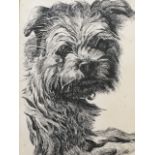 Paul Bennett, pen and ink study of a terrier, signed and dated, mounted and framed. (8in x 11in)