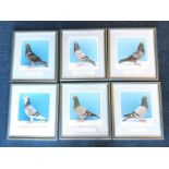 Anthony Bolton, a set of six photographs of champion pigeons, signed, mounted & framed. (6)