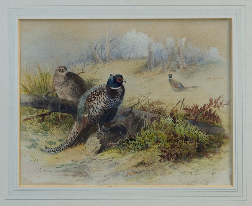 Archibald Thorburn (1860 - 1935), watercolour - Pheasants in woodland, signed, in glazed gilt frame,