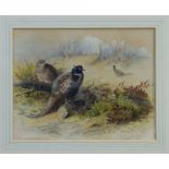 Archibald Thorburn (1860 - 1935), watercolour - Pheasants in woodland, signed, in glazed gilt frame,
