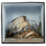 Edwardian glazed case containing a Sparrow Hawk attacking an English Partridge,