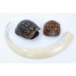 Two small Tortoise shells, 13.