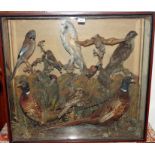 Victorian glazed case containing a brace of Cock Pheasants, Barn Owl, Woodpecker,