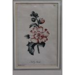 Robert Watts, mid-18th century watercolour - study of a 'Holly Hock', initialled and dated Mar: 5.