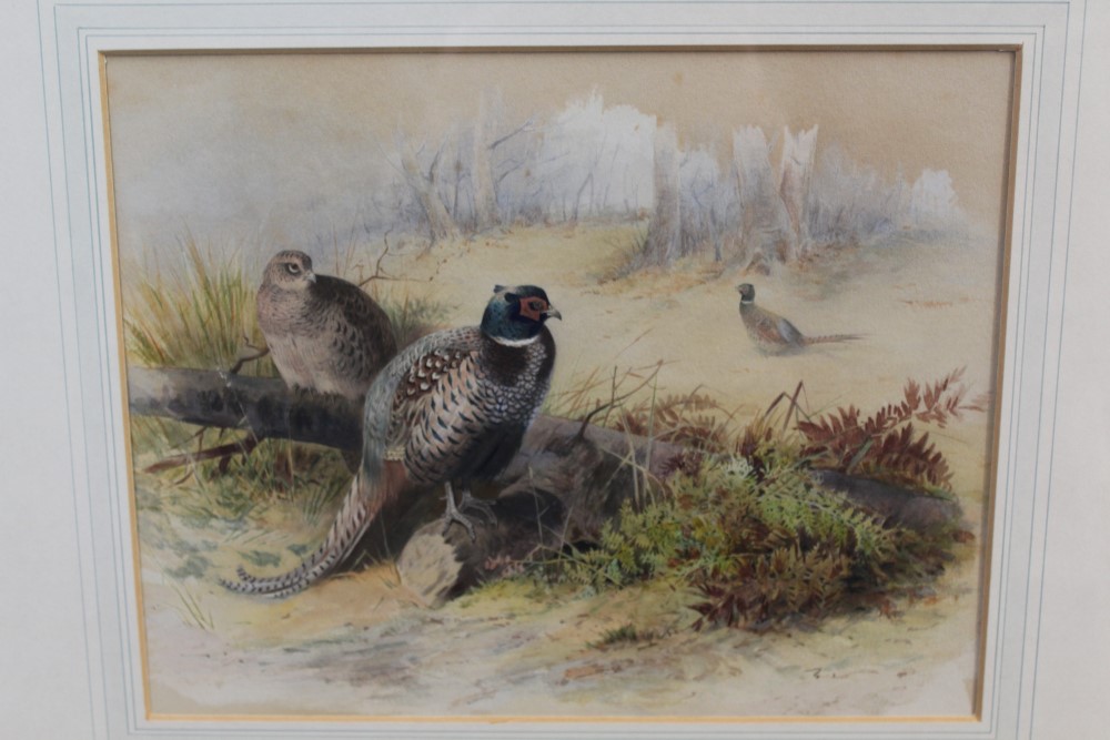 Archibald Thorburn (1860 - 1935), watercolour - Pheasants in woodland, signed, in glazed gilt frame, - Image 4 of 4