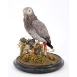 Late Victorian / Edwardian African Grey Parrot perched on a branch, on circular ebonised base,