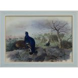 Archibald Thorburn (1860 - 1935), watercolour - Black Grouse and hay stooks, signed,