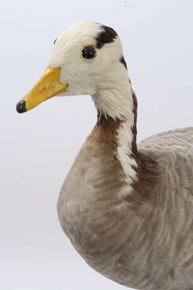 Bar Headed Goose mounted on wooden base bearing Giles Sim Collection label on underside, - Image 2 of 3