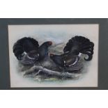 Norman Orr (1924 - 1993), watercolour - a pair of Black Grouse, signed and dated '71,
