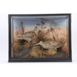 Edwardian glazed case containing a pair of Woodcocks, in naturalistic setting,