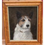 Late Victorian English School oil on canvas - portrait of a terrier, in maple frame, 28cm x 22.