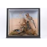 Edwardian glazed case containing pair of Jays perched on a branch, in naturalistic setting,