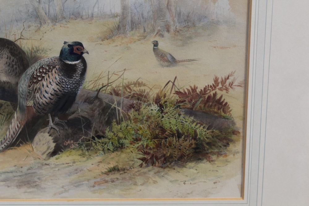 Archibald Thorburn (1860 - 1935), watercolour - Pheasants in woodland, signed, in glazed gilt frame, - Image 3 of 4