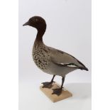 Australian Maned Duck mounted on wooden base, bearing Giles Sim Collection label on underside, 37.