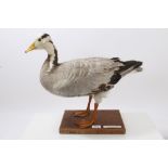 Bar Headed Goose mounted on wooden base bearing Giles Sim Collection label on underside,
