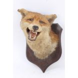 Early 20th century Spicer & Sons Fox mask on oak shield,