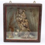 Glazed case containing a Long-Eared Owl in naturalistic setting,