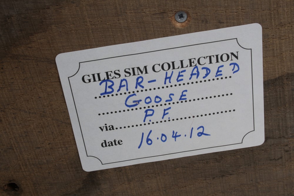Bar Headed Goose mounted on wooden base bearing Giles Sim Collection label on underside, - Image 3 of 3