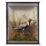Edwardian glazed case containing a Grey Plover (breeding plumage) in naturalistic setting,