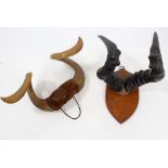 Pair of late Victorian horns on oak shield, bearing label verso for James Gardner of Oxford Street,