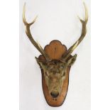 Early 20th century Stag's head and antlers mounted on a shaped shield,