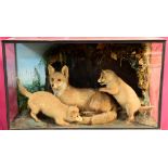 Late Victorian / Edwardian glazed case containing a Fox with two cubs playing in naturalistic