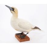 Gannet mounted on wooden base,