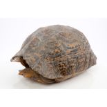 Large late 19th / early 20th century Tortoise shell,