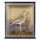 Edwardian glazed case containing a Stone-Curlew in naturalistic setting,