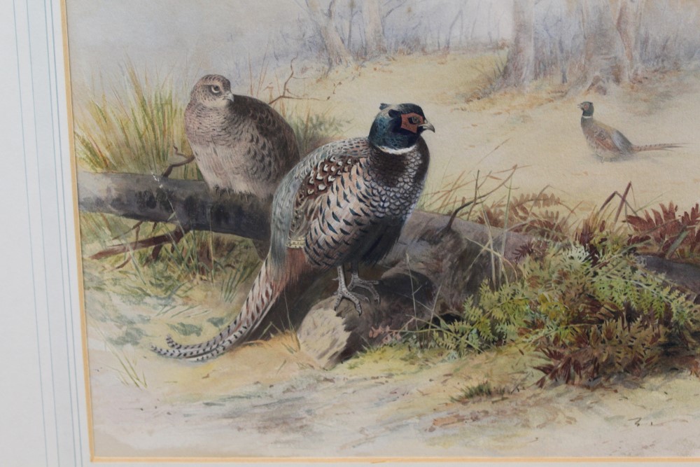 Archibald Thorburn (1860 - 1935), watercolour - Pheasants in woodland, signed, in glazed gilt frame, - Image 2 of 4