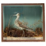 Early 20th century glazed case containing a Greenshank in naturalistic setting, signed - William J.