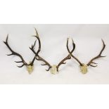 Three sets of Red Deer antlers