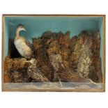 Glazed case containing a trio of birds - Grebe, Water Rail and Snipe, in naturalistic setting,