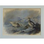 Archibald Thorburn (1860 - 1935), watercolour - Ptarmigan on the hill, signed, in glazed gilt frame,