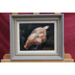 Dave Ross, contemporary, oil on board - a chicken, signed, framed,